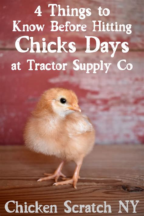 chicks tractor supply|chicks available at tractor supply.